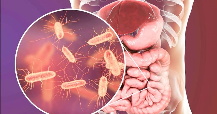 microbiota